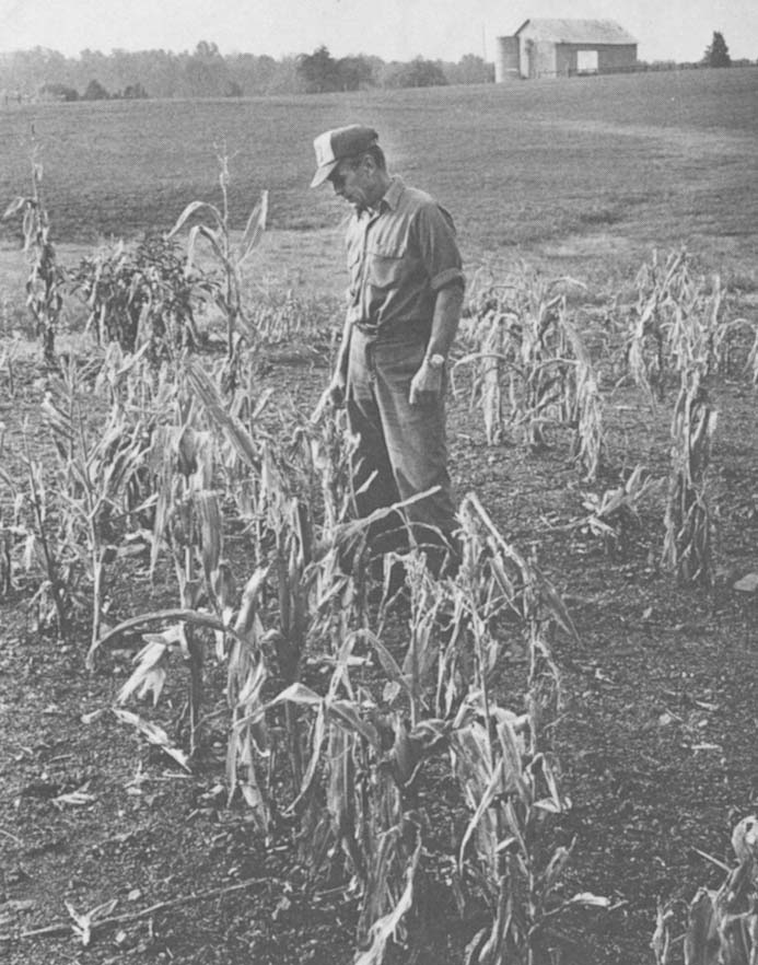 Wilbur Burton (upper left and right), a Virginia farmer with 850 acres, lost 80 percent of his corn crop.