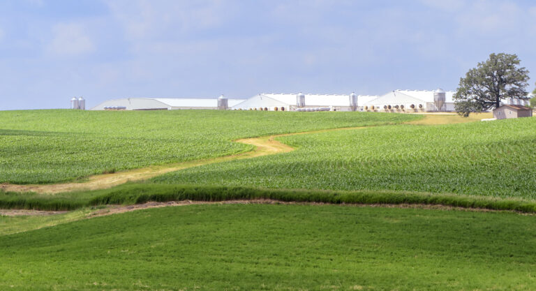 Swine production facilities are ubiquitous in the Corn Belt. This one is in Minnesota southeast of Minneapolis.