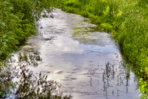 The headwaters of the Cedar River, which flows 338 miles from southern Minnesota through Iowa, are choked by algae, the result of excess farm nutrients running off farm fields and from large swine production facilities.