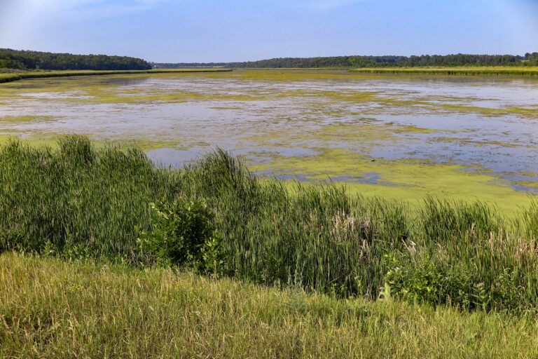 North Fork of the Crow River, near Paynesville, Minnesota is choked with algae from nutrient runoff.