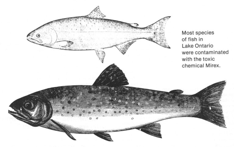 Most species of fish in Lake Ontario are contaminated with toxic chemical Mirex