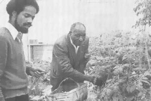 Clay Collier and McKinley Shaw examine the tomato crop in Chicago ghetto roof garden.