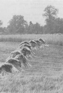 They stack the wheat first, to encourage it to dry, in bundles called shocks. Don’t touch them.