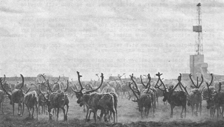 (Photo courtesy B.P. Alaska Inc.) On The Slope – Caribou made their annual migration to Prudhoe Bay in the summer of 1970 but detoured last season.