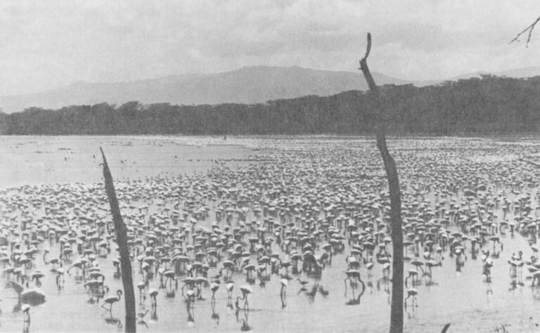 The shallow margin of Lake Nakuru provides ideal conditions for the world's largest concentration of flamingoes. It is also concentrating pesticides that may kill the birds.
