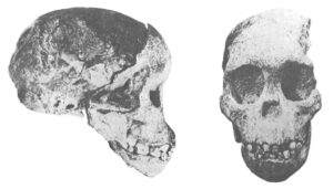 Two views of Raymond Dart's Taung baby, the first ape-man ever found. It may have lived among an isolated population of pre-humans who survived tong after men evolved elsewhere.
