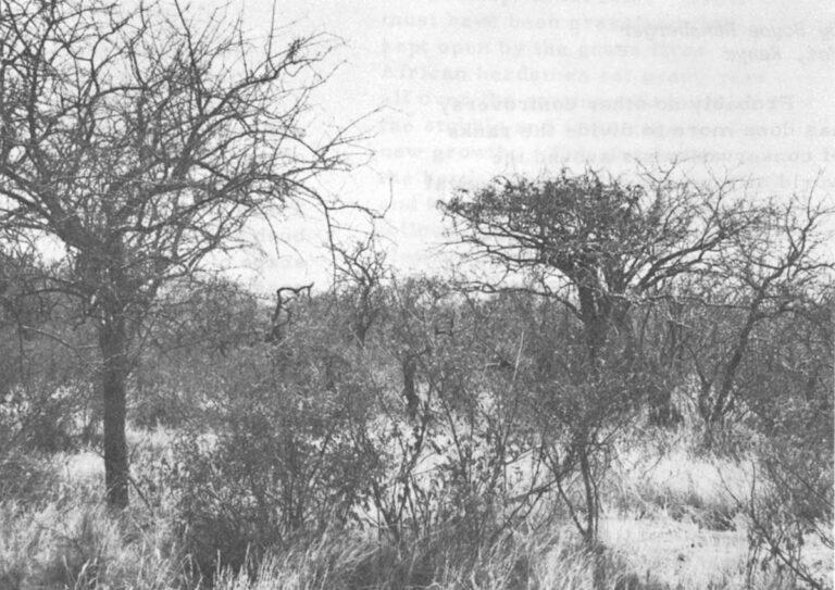 BEFORE elephant damage became unusually severe beginning in the 1950s, most of Tsavo looked like this area now outside the park.