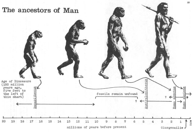 The ancestors of Man