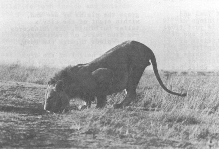 Lions are the park's main attraction. Visitors have laced the plains with ugly tracks, looking for any of the 32 lions living there.