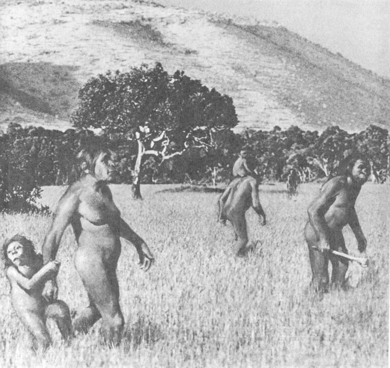 A small band of Australopithecines comb the African savannah looking for food — edible seeds and roots and maybe a hare or a clutch of ostrich eggs. On more ambitious hunting trips early hominids probably sought bigger game, using clubs and rocks and perhaps driving their prey into muddy traps. This painting-on-photograph illustration, largely in accord with the view of most experts today, is from The Missing Link published by Time-Life Books.
