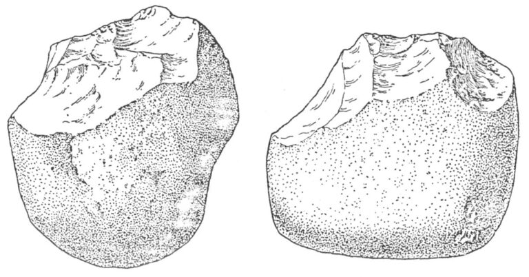 Two "choppers" found in the oldest layers of Olduvai Gorge. They were made from chunks of lava worn smooth by rolling along an ancient river bottom. These tools, among the most primitive made by early man, are shown at almost full size.