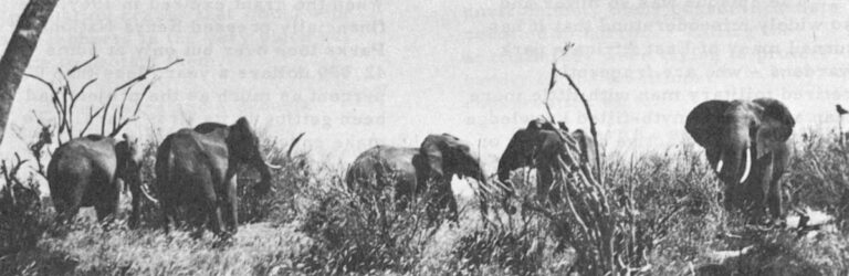 A Tsavo elephant family feeds on dry grasses and nearly leafless shrubs. Except for solitary bulls, elephants nearly always travel in close-knit families.