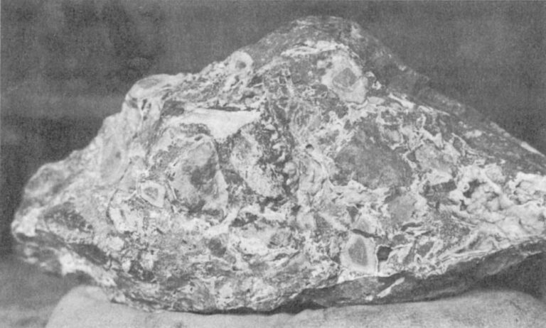 In this chunk of breccia is the jawbone of an extinct monkey. A row of teeth can be seen near the middle of the picture, still rooted in the bone to the left.