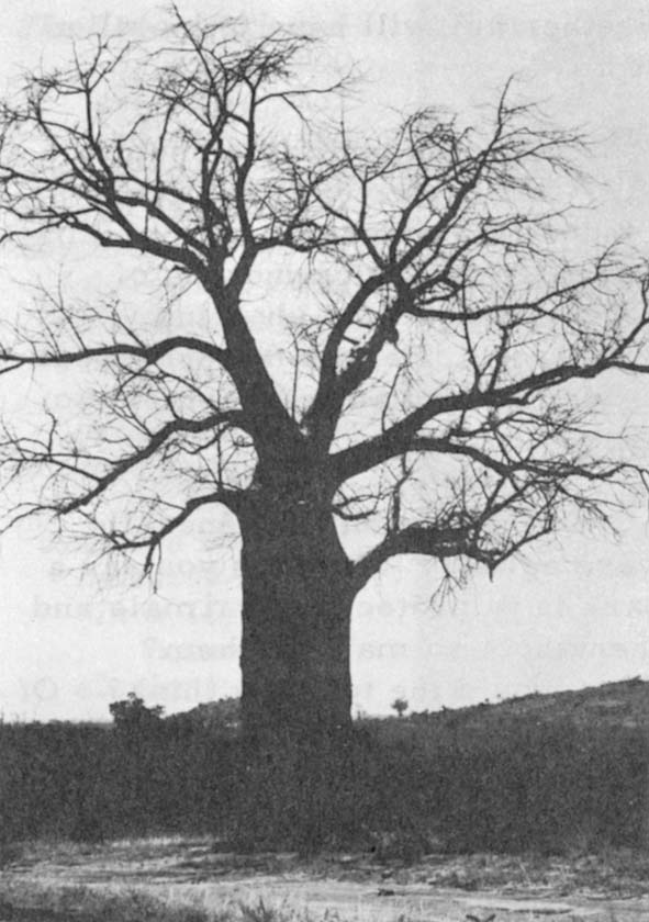 The baobab tree, one of the most distinctive in the world, lives for hundreds of years. Some are believed over a thousand years old. On the left is a baobab outside Tsavo, normally leafless at this time of year. On the right is what remains of one inside the park after elephants tried to get moisture from its pulpy interior.