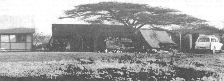 The Leakey camp, on the edge of Olduvai Gorge, is a modest cluster of grass and tin shelters for work and living. They include, from left to right, a laboratory, the dining room, and a tent and two houses for visiting scientists. Mary Leakey's one-room house, the kitchen and staff houses are out of the picture.
