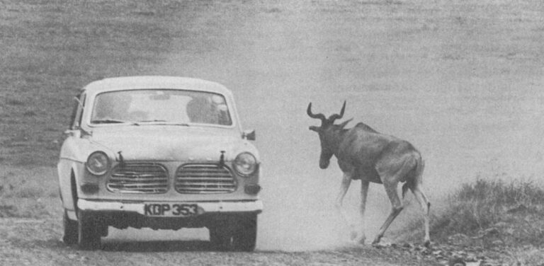 …only to be nearly run down by a speeding Volvo. The animals are so accustomed to cars, they let them approach quite close. But if a person steps outside, they're off.