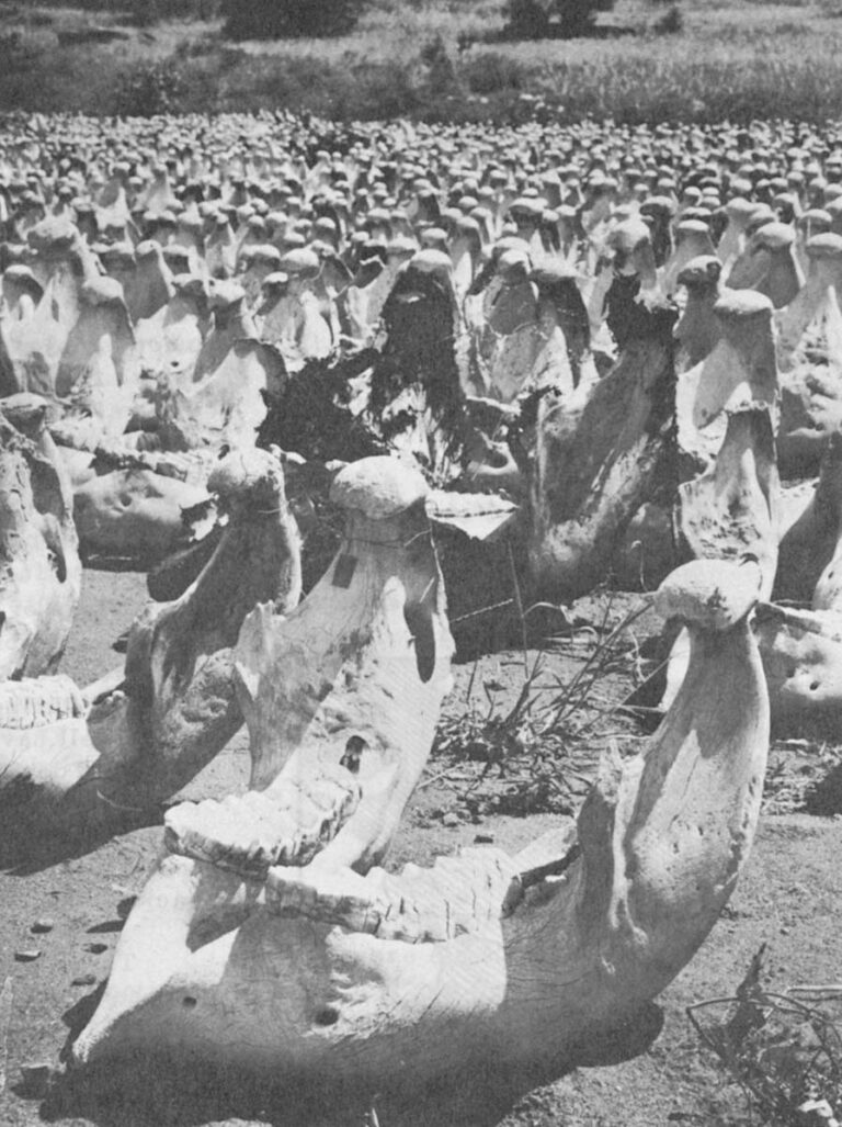 The lower jawbones of some 3,400 elephants that died during the drought of 1970-71 rest outside the Research Project's laboratory. Sex and age, revealed by details of the jaw, help to determine which animals succumbed. The lower jaw contains only two massive teeth. In a lifetime, however, an elephant grinds its way through six sets of teeth. For lack of funds to house the bones, weather is slowly destroying them.