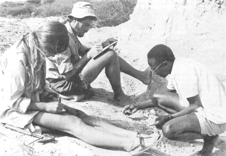 To make sense out of the confused scramble of fossil bones found in an excavation, each piece must be carefully mapped before removal for study. Working within one-meter squares marked off with string, John Kaumbulu (r.) measures the position of a fossil while Noel Boaz (cen.) draws it in on a map. Dorothy Dechant puts the fossil in a numbered bag.