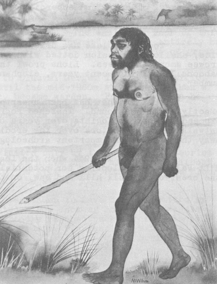 Homo erectus as he might have looked at Olorgesailie. (Artists' conceptions and misconceptions of the appearance of early men often vary even though all are mentally fleshing out the same bones. Compare this version of H. erectus, by a British Museum artist, with that on page two by an artist at Time-Life Books.)