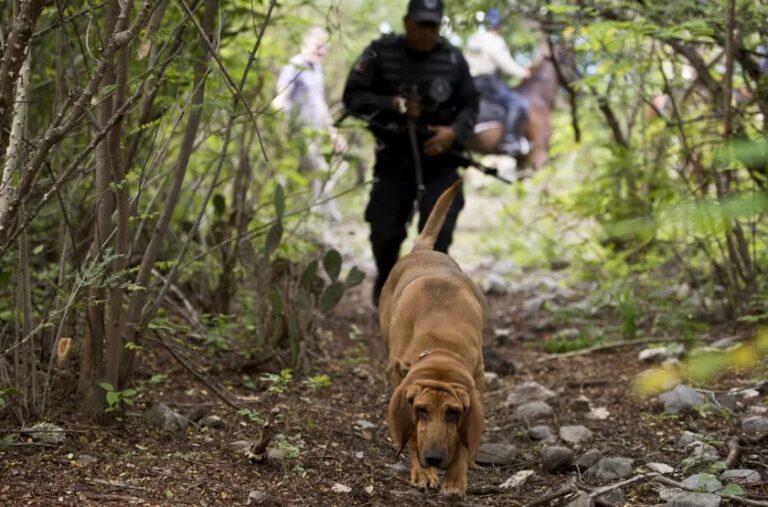 A Mexican National Guard member with a dog on Oct. 19, 2014, searching for students who went missing Sept. 26, 2014 in the town of Iguala. | Getty Images