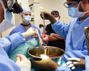 In September 2023, the second xenotransplantation of a genetically-modified pig heart into a living human patient was performed by surgeons at the University of Maryland Medical Center. Due to the risks of xenotransplantation, researchers have become increasingly interested in testing the procedure in brain-dead subjects. Visual: University of Maryland School of Medicine