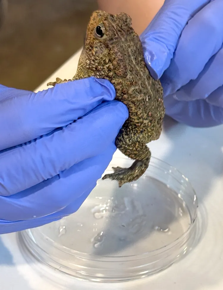 Researchers collect semen from male toads by gently squeezing them. Courtesy of Christine Peterson