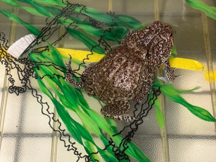 1/3A female Houston toad lays hundreds of eggs. Courtesy of Christine Peterson