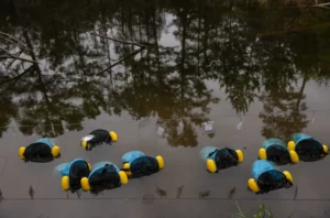 Strings of eggs from breeding pairs of the Houston toad at the Fort Worth Zoo are prepared for release into a pond at Griffith League Ranch. Each bag of eggs is filled with local pond water to acclimatize them to temperature and water quality and then emptied into floating bags that will help protect the eggs as they develop into tadpoles. Julia Robinson for Vox