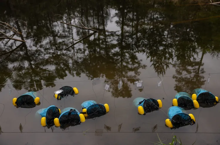 Strings of eggs from breeding pairs of the Houston toad at the Fort Worth Zoo are prepared for release into a pond at Griffith League Ranch. Each bag of eggs is filled with local pond water to acclimatize them to temperature and water quality and then emptied into floating bags that will help protect the eggs as they develop into tadpoles. Julia Robinson for Vox