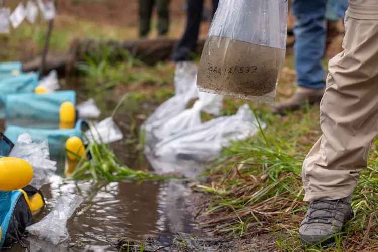 Each bag of eggs is filled with local pond water to acclimatize them to temperature and water quality, and then emptied into floating bags that will help protect the eggs as they develop into tadpoles.