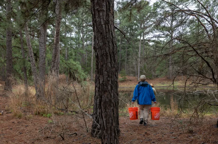 Diane Barber carries buckets of Houston toad eggs toward a pond at the Griffith League Ranch. The pine forest and oak savannah habitat are perfectly suited to the endangered toad, making it a prime location for reintroduction of the amphibian through release of eggs and juvenile toads bred by zoos across Texas. Julia Robinson for Vox