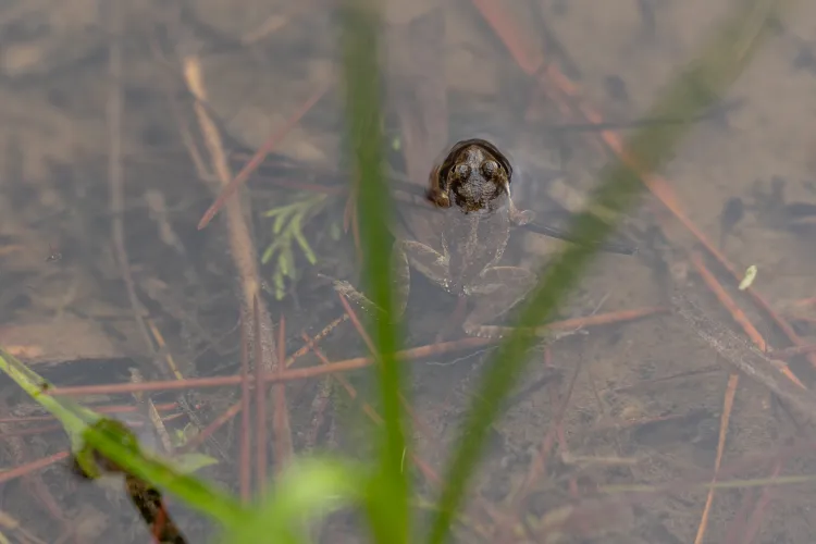 A cricket frog in the shallows on a pond on the Griffith League Ranch. Julia Robinson for Vox