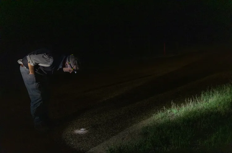 Paul Crump, a herpetologist with Texas Parks and Wildlife, identifies a toad on the road during a night survey of potential Houston toad habitat. During a survey, scientists will drive to prime habitat locations and listen for five minutes in each location for the call of the toad. Despite ideal conditions including mild temperatures and recent rains, no Houston toads were detected across 20 locations. Julia Robinson for Vox