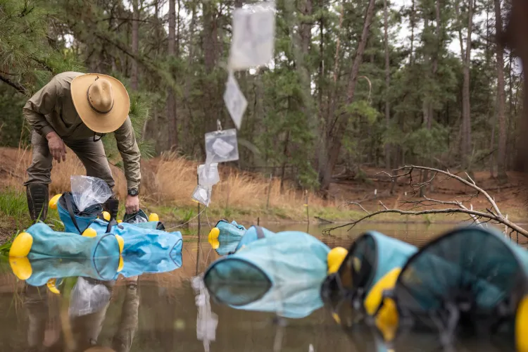 Jim Bell, of the biology department at Texas State University, empties strings of Houston toad eggs into floating bags that will protest the growing tadpoles from predation. Julia Robinson for Vox