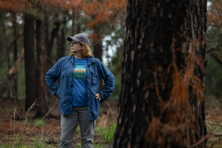 Melanie Pavlas, executive director of the Pines and Prairies Land Trust, gives a tour of restoration efforts at the 302-acre Yegua Knobbs Preserve in McDade, Texas, where mechanical mulching of yaupon and controlled burns have reopened the landscape to native plants. Pine trees show char marks from a previous controlled burn on the property. Julia Robinson for Vox